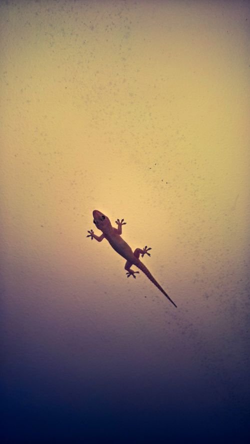 lizard gecko reptile