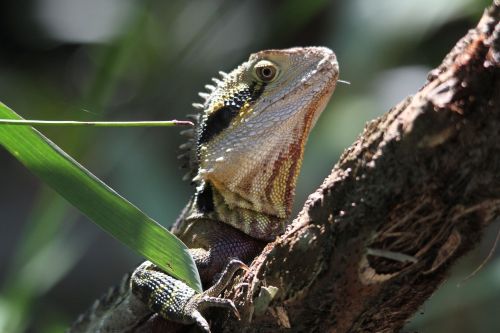 lizard animal world animal