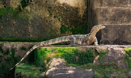 lizard reptile wildlife