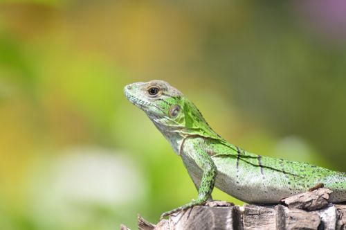 lizard nature iguana