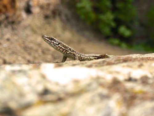 lizard watch lauer