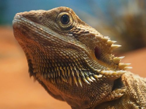 lizard close up reptile