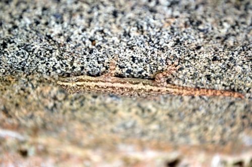 lizard animal camouflaged