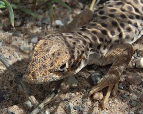 lizard long nose leopard close up