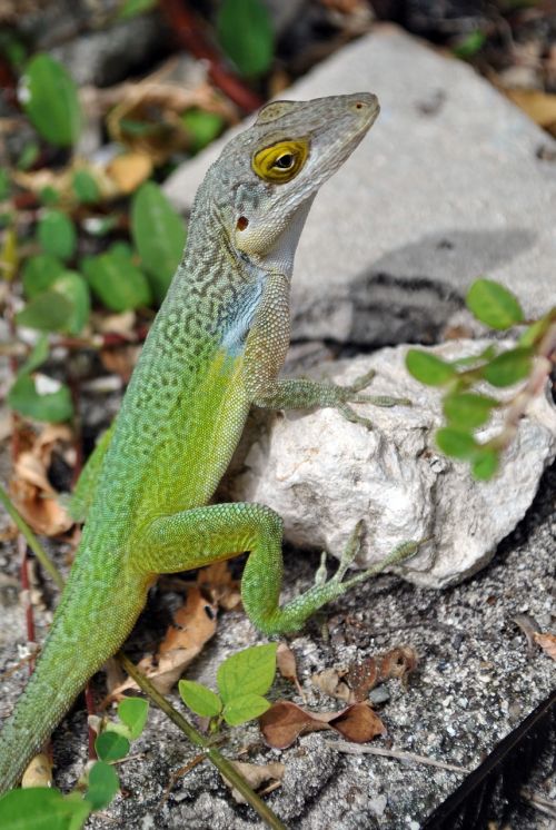lizard salamander green
