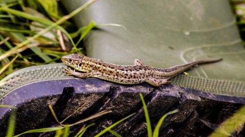 lizard macro photo gyíkfoto