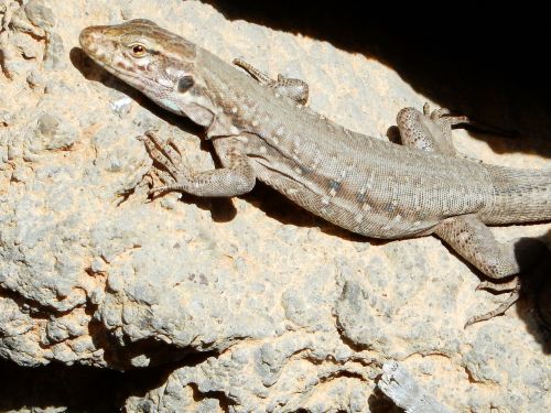 lizard tenerife nature