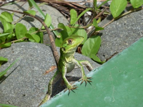 lizard summer animal