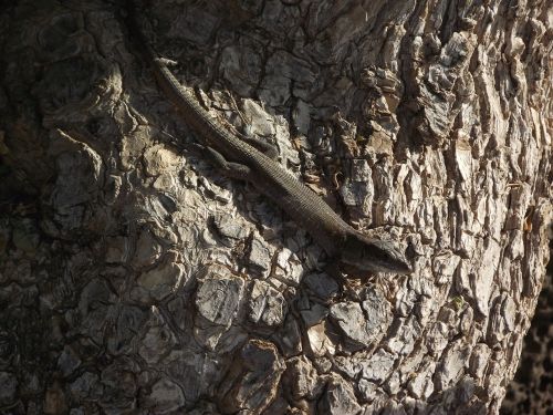 lizard tree reptile