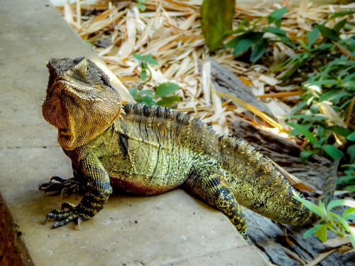 lizard water dragon australia