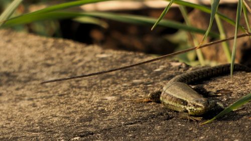 lizard spring stone