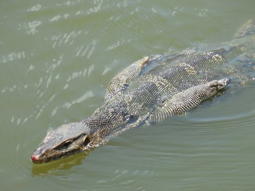 lizard water swimming