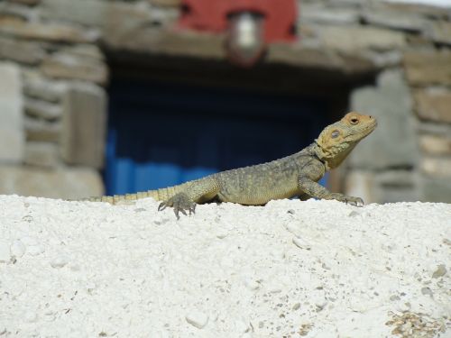 lizard animal bearded dragon