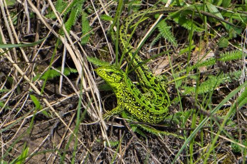 lizard nature reptiles