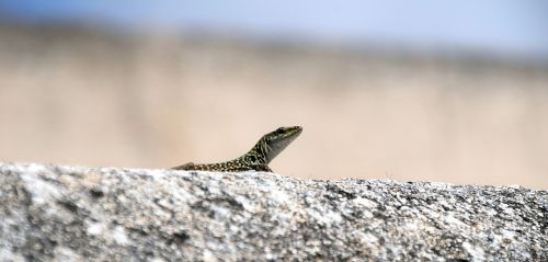 lizard wall animal