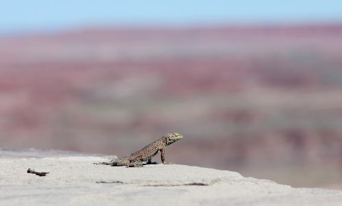 lizard desert mountain
