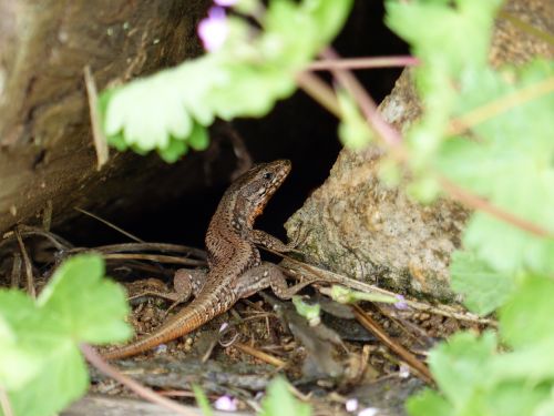 lizard green forest