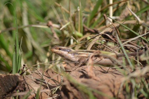 lizard nature reptile