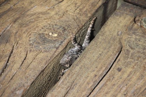 lizard wood hidden
