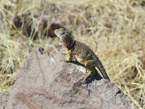 lizard reptile colorful