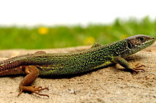 lizard nature forest