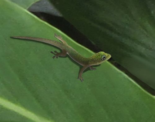 lizard gecko spotted