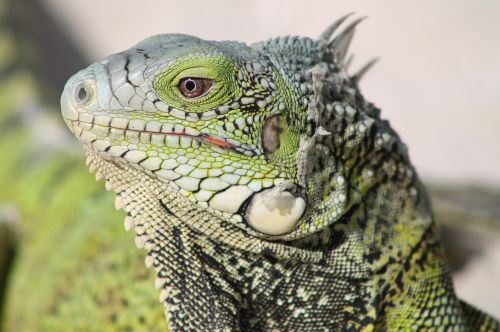 lizard close up dry skin