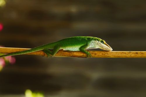 lizard green nature