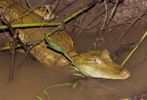 lizard animal reptiles