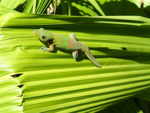 lizard green meeting