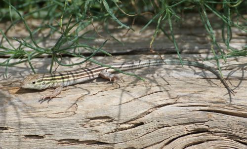 lizard six-lined racerunner nature