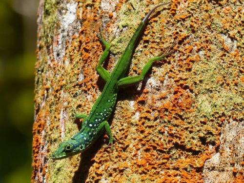 lizard green animal