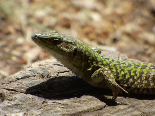lizard sun reptile
