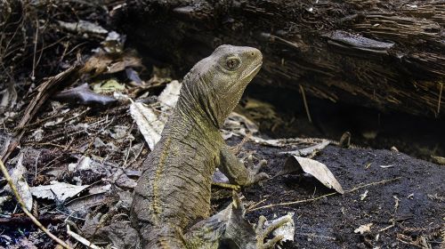 lizard iguana reptile