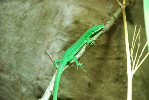 lizard green zoo