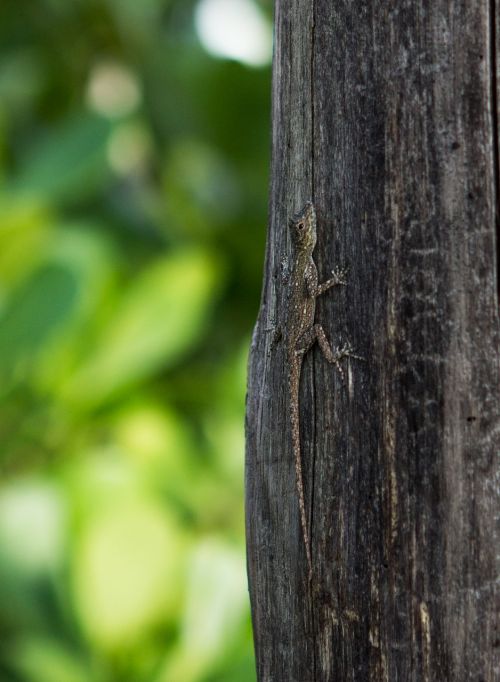 lizard tree wild