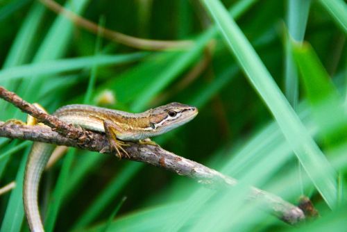 lizard brown animal