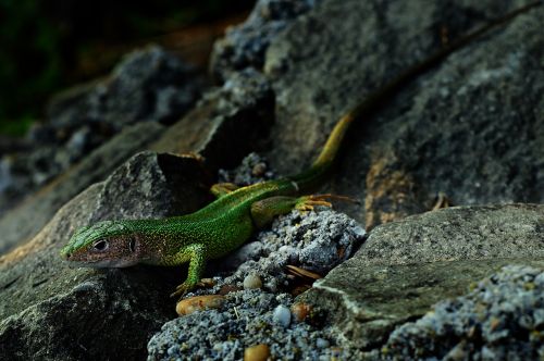 lizard green lizard reptile