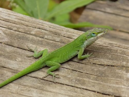 lizard green reptile