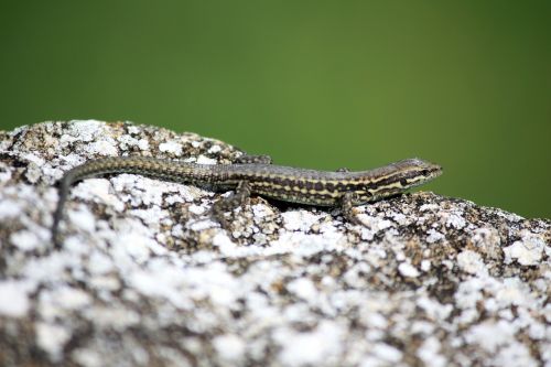 lizard reptile nature