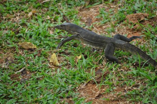 lizard singapore chinese garden
