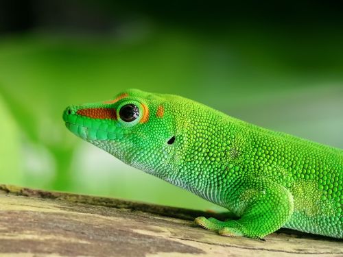 lizard madagascar day gecko