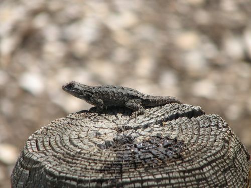 lizard tree stump