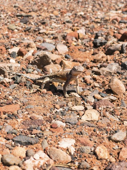 lizard wildlife animal