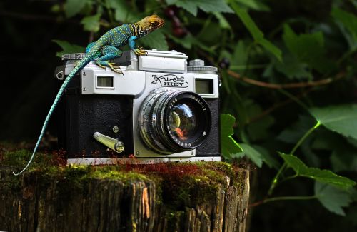 lizard camera reptile