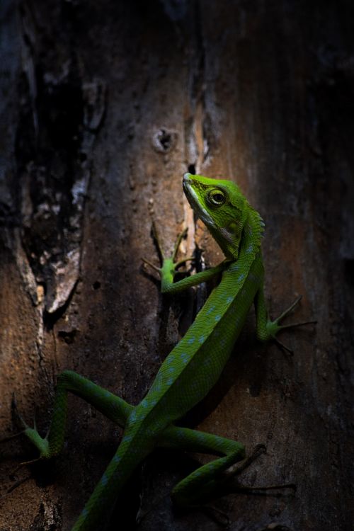 lizard animal nature