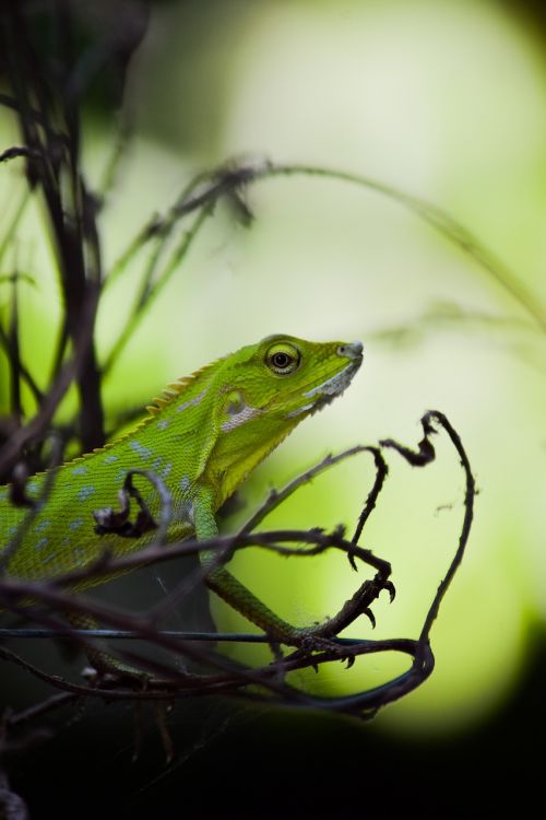 lizard animal reptile