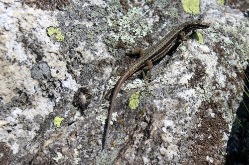 lizard stone mountains