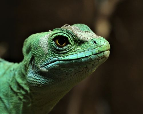 lizard reptile green