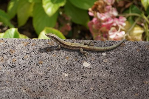 lizard animals animal world